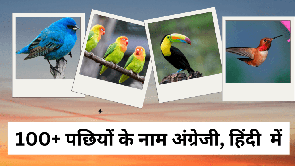 100 birds name in English and Hindi